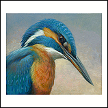 Portrait of a King fisher