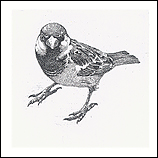 Museum sparrow