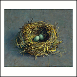 Abandoned blackbird nest