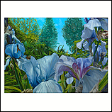 Doorkijk paarse Iris