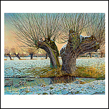 Pollard willow in winter