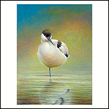 Pied avocet