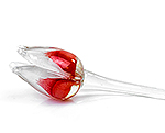 Glass tulip Red White