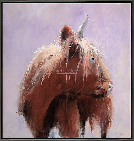 Schotse Hooglander wit