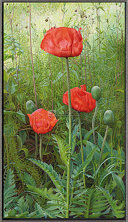 Papavers
