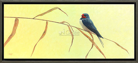 Barn Swallow
