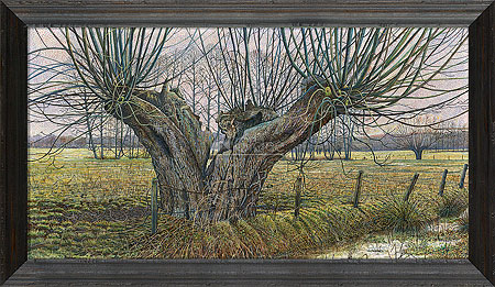 Oude knotwilg bij Terschuur