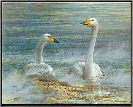 Twee wilde zwanen
