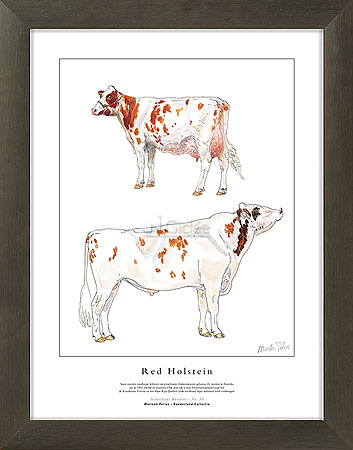 Red Holstein
