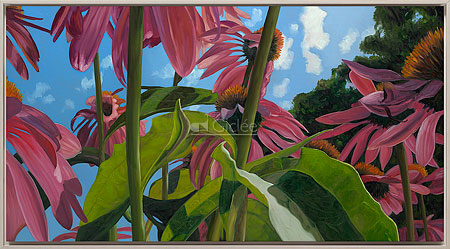 Aechinacea met blad