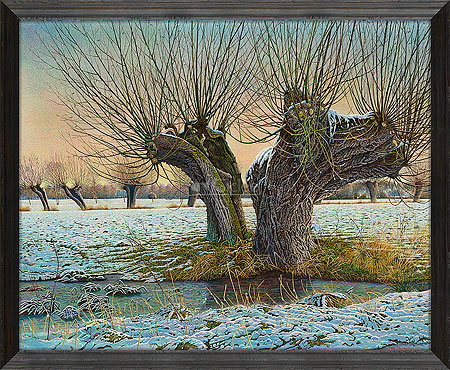 Knotwilg in de winter