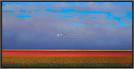 Red tulip fields