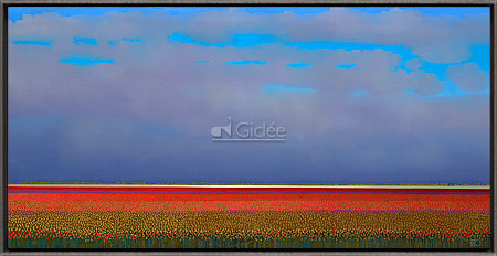 Red tulip fields