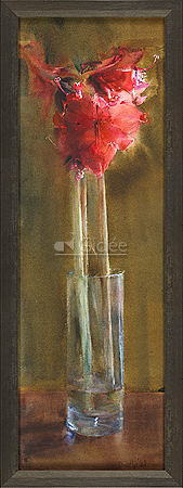 Amaryllis
