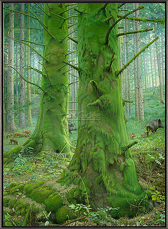 The Moss Forest