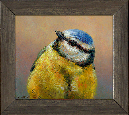 Portret van een Pimpelmees