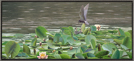 Black tern and water lilies