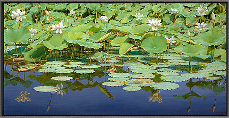 Lotus in Paris