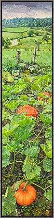 Pompoenen met Uitzicht