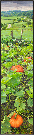 Pompoenen met Uitzicht