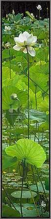 Lange Lotus