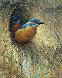 Kingfisher's nest