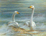 Two Whooper Swans