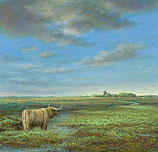 Highland Cattle in Groningen