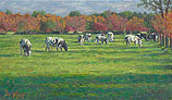 Cows along 'De Krommeweg'