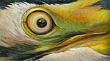 Oog