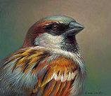Portrait of a House Sparrow