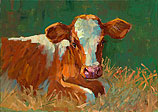 Red and white calf