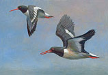 Scholeksters