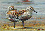 Bonte strandlopers