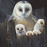 Nesting barn owls