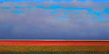 Red tulip fields