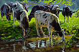 Black and white Holstein cattle drink…