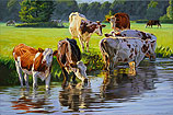 Red and white Holstein cattle drinkin…