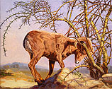 The ram on the mountains of Moriah