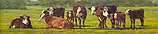 Groninger Blaarkop cattle