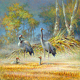Cranes with nestlings