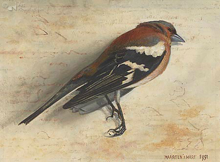 Vink