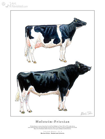 Holstein-Friesian