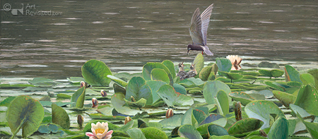 Black tern and water lilies
