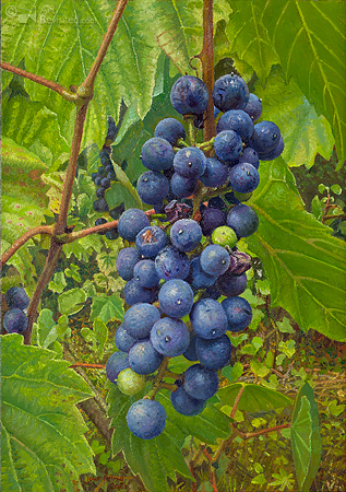 Wijngaard Druiven