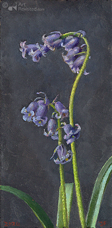 Wilde Hyacint 3